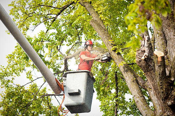 Best Residential Tree Removal  in Langdon, ND